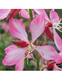 Gaura lindheimeri Rosyjane (Oenothera) (0.8lt)