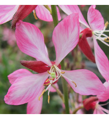 Gaura lindheimeri Rosyjane (Oenothera) (0.8lt) Gaura lindheimeri Rosyjane (Oenothera) (0.8lt)