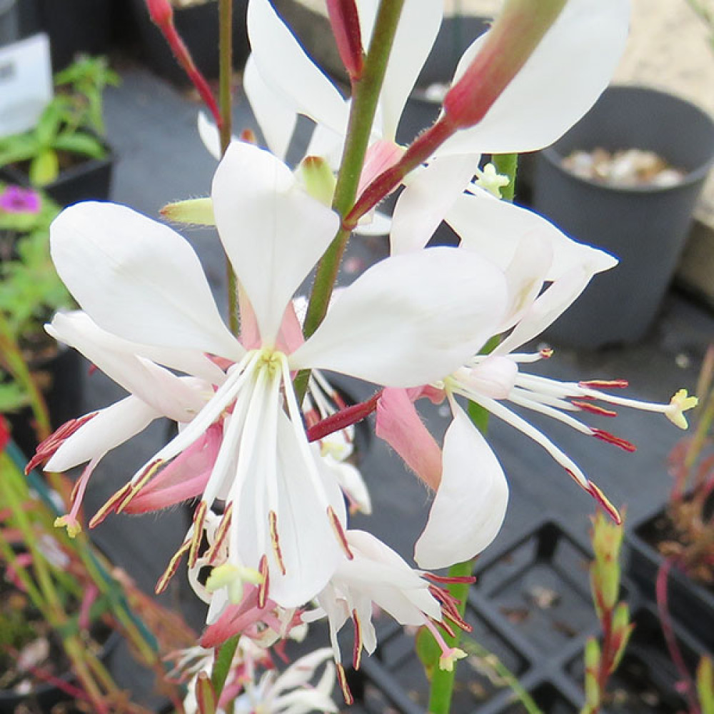Gaura lindheimeri Sparkle White (Oenothera) (1lt)