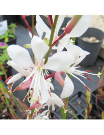 Gaura lindheimeri Sparkle White (Oenothera) (1lt)
