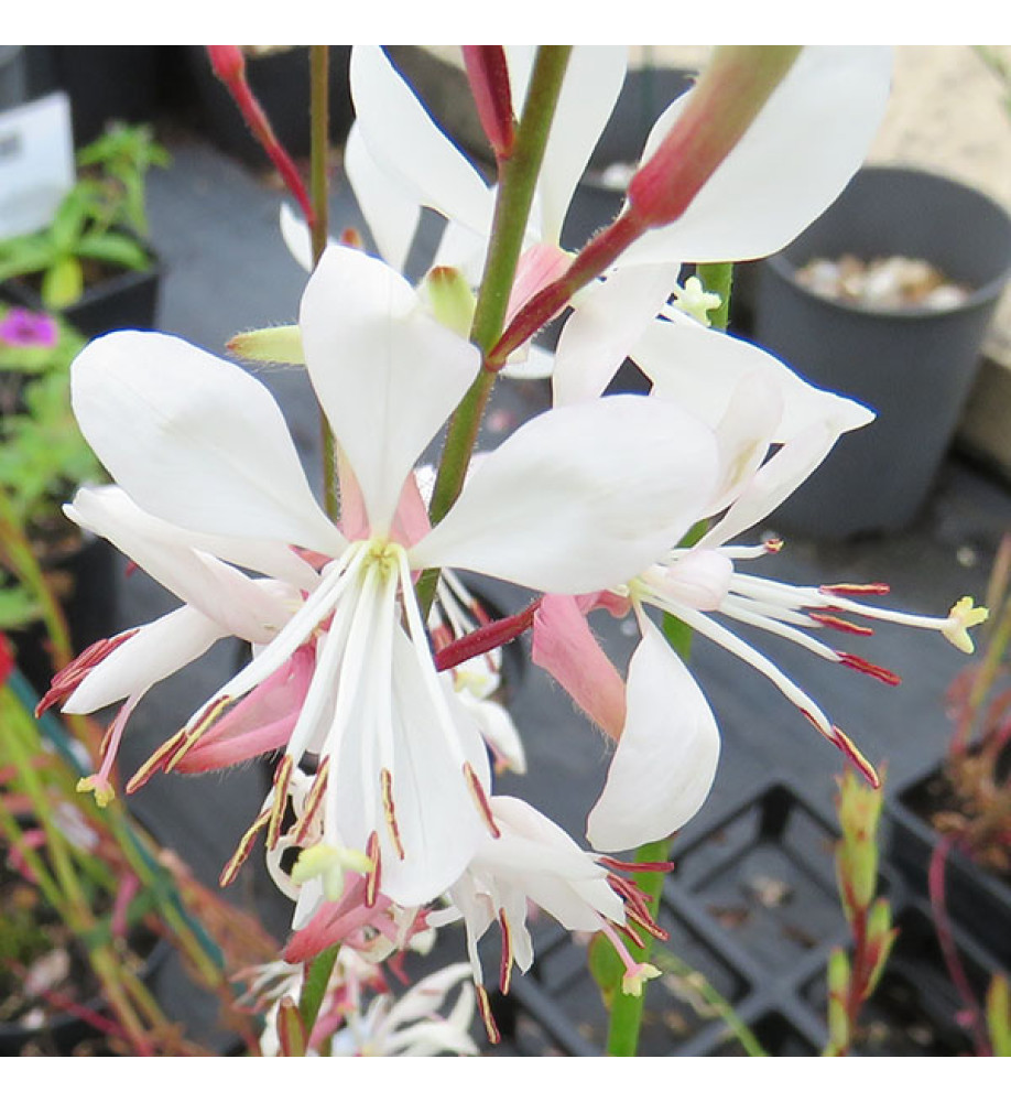 Gaura lindheimeri Sparkle White (Oenothera) (1lt)