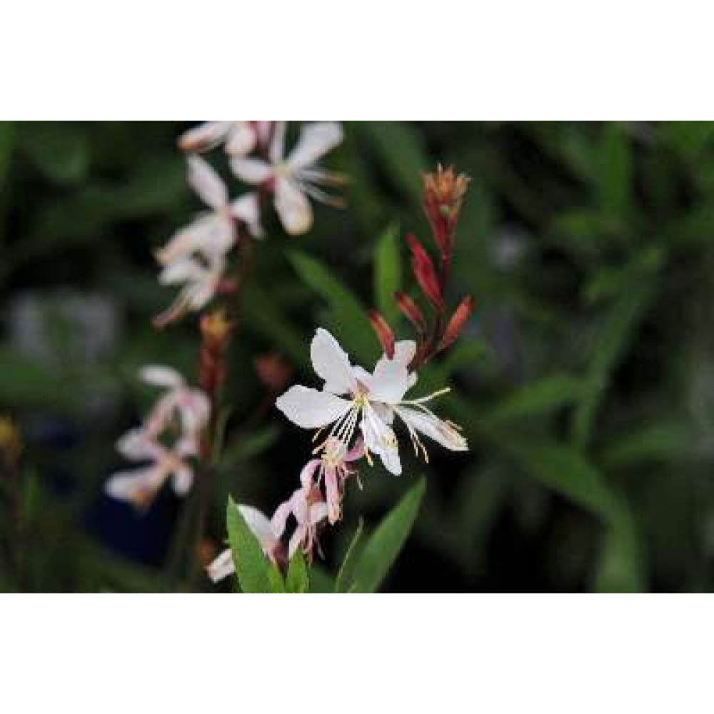 Gaura lindheimeri The Bride (Oenothera) (1lt)