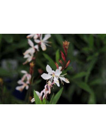 Gaura lindheimeri The Bride (Oenothera) (1lt)