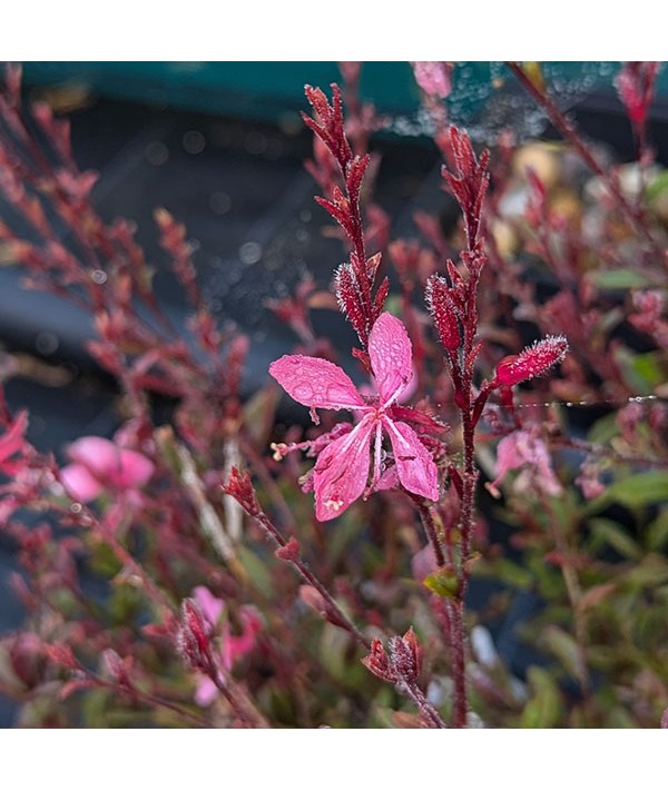 Gaura lindheimeri Pink Fountain (Oenothera) (1lt)