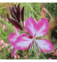 Gaura lindheimeri Rosyjane (Oenothera) (0.8lt)