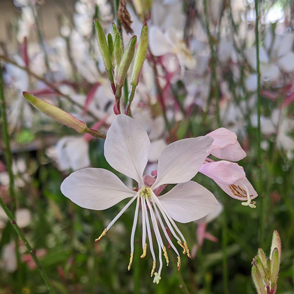 Gaura lindheimeri Whirling Butterflies (Oenothera) (2lt)