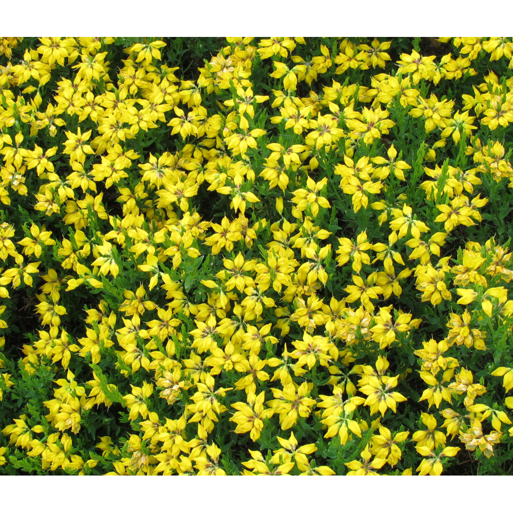 Genista hispanica (3lt)