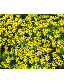 Genista hispanica (3lt)