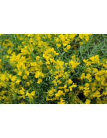 Genista lydia (3lt) Genista lydia (3lt)