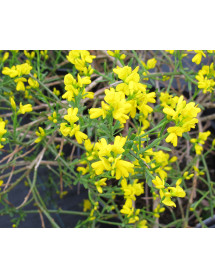 Genista lydia (3lt) Genista lydia (3lt)