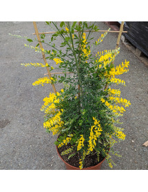 Genista Porlock (3lt)