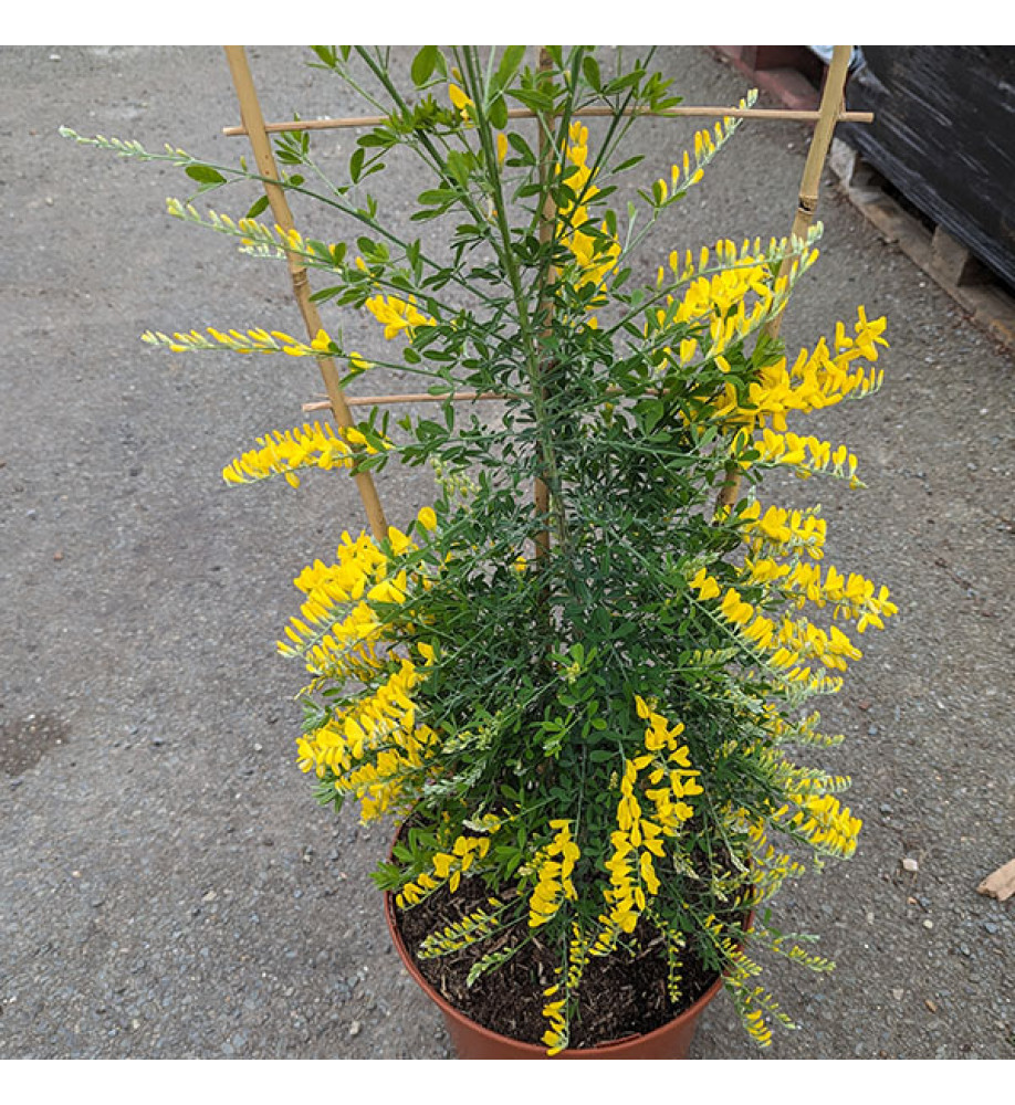 Genista Porlock (3lt)