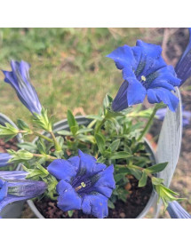 Gentiana acaulis (1lt)