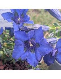 Gentiana acaulis (1lt)