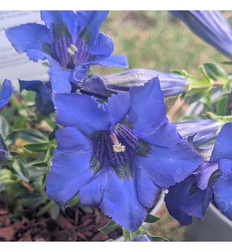 Gentiana acaulis (1lt)