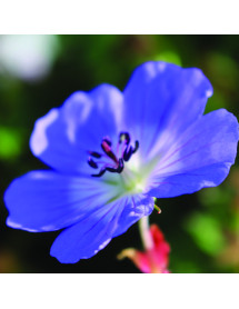 Geranium Azure Rush (1lt)