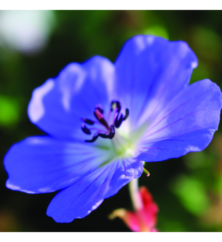 Geranium Azure Rush (2lt)