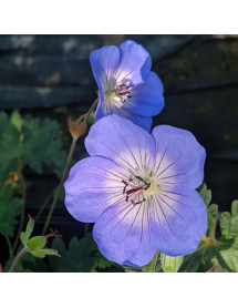Geranium Azure Rush (3t)
