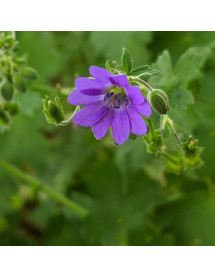 Geranium pyrenaceum Bill Wallis (2lt)