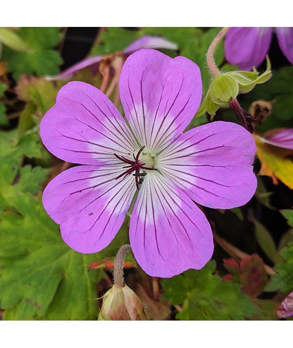 Geranium Bloomtime (1.5lt) Geranium Bloomtime (1.5lt)