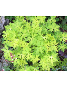 Geranium Blue Sunrise (2lt)