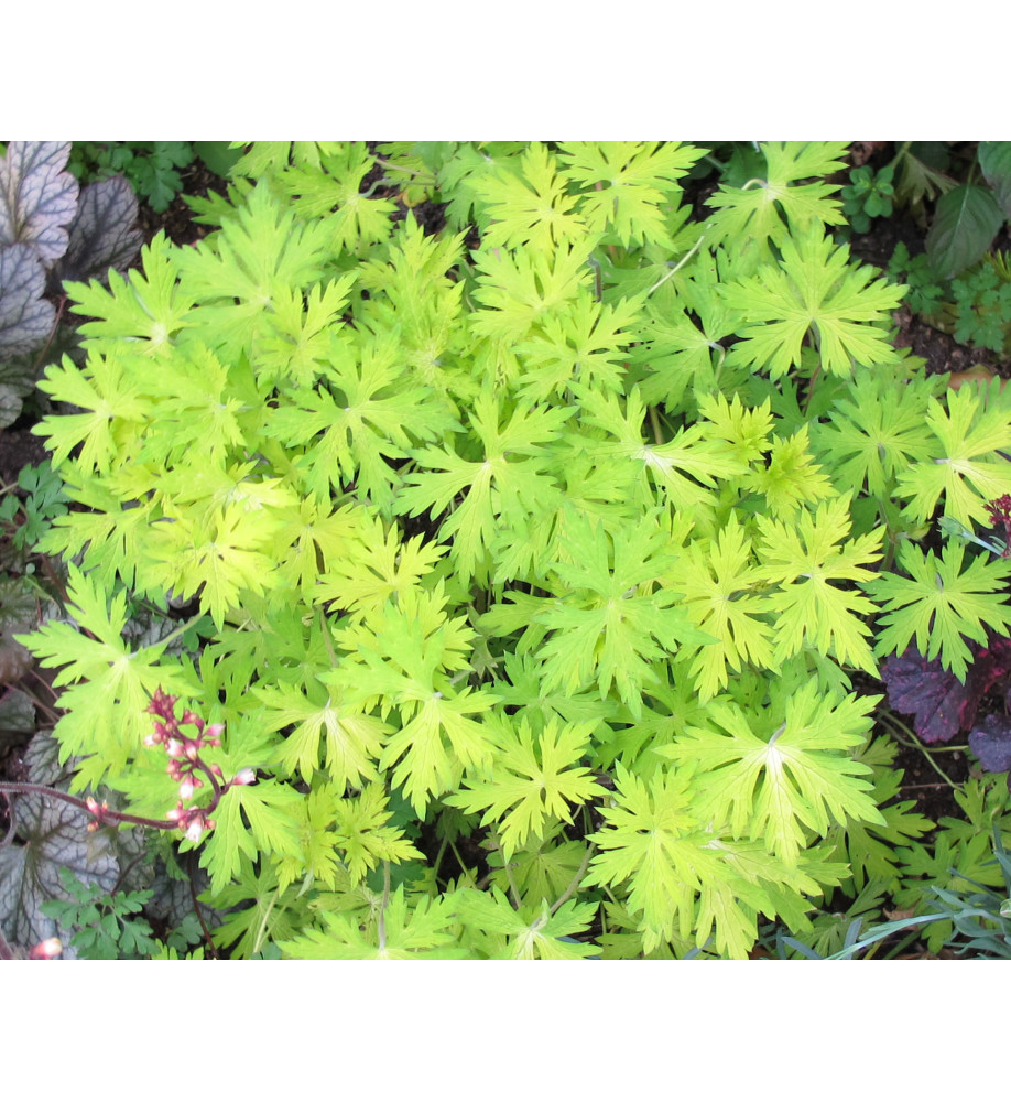 Geranium Blue Sunrise (2lt)