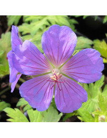 Geranium Blue Sunrise (2lt)