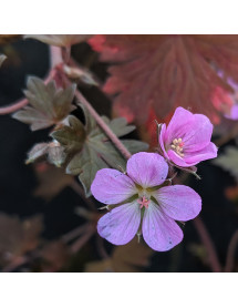 Geranium Bobs Blunder (1lt) Geranium Bobs Blunder (1lt)