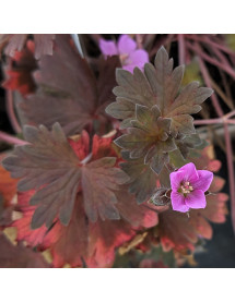 Geranium Bobs Blunder (1lt)