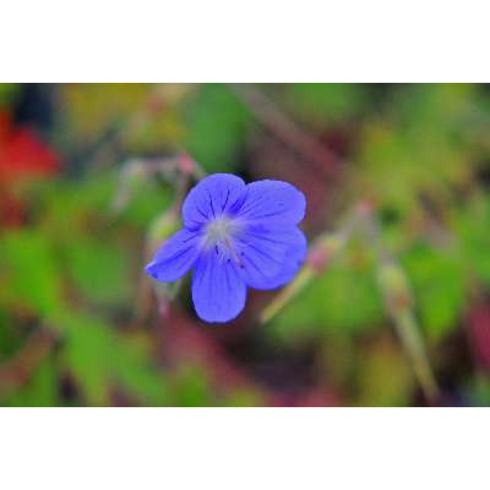 Geranium Brookside (1lt)