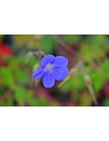Geranium Brookside (1lt)