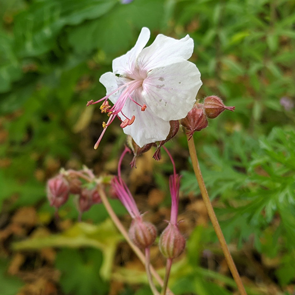 Geranium x cantabrigiense Biokovo (1lt)