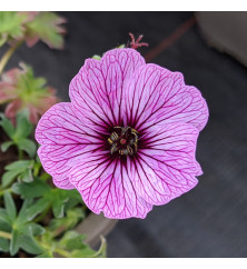 Geranium cinereum Ballerina (0.8lt) Geranium cinereum Ballerina (0.8lt)
