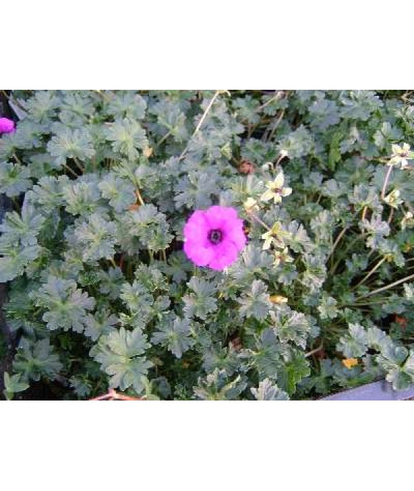 Geranium cinereum Subcaulescens