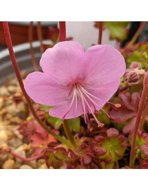 Geranium dalmaticum (0.8lt) Geranium dalmaticum (0.8lt)