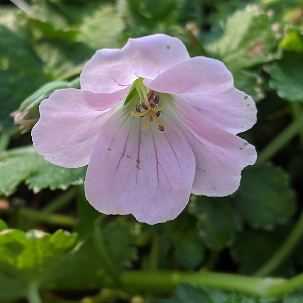 Geranium Dreamland (1lt)