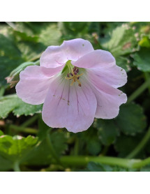 Geranium Dreamland (1lt)
