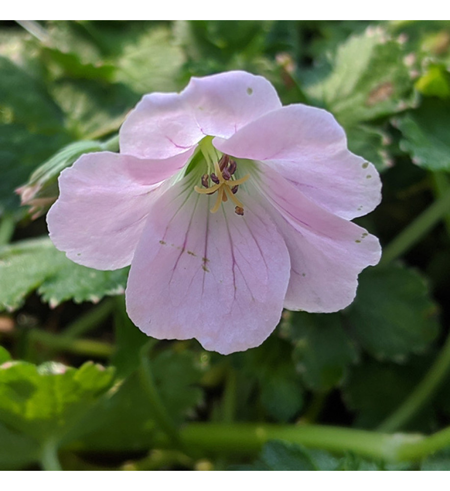 Geranium Dreamland (1lt)