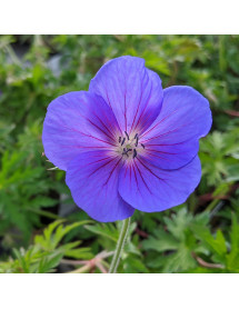 Geranium Eureka Blue (1lt)