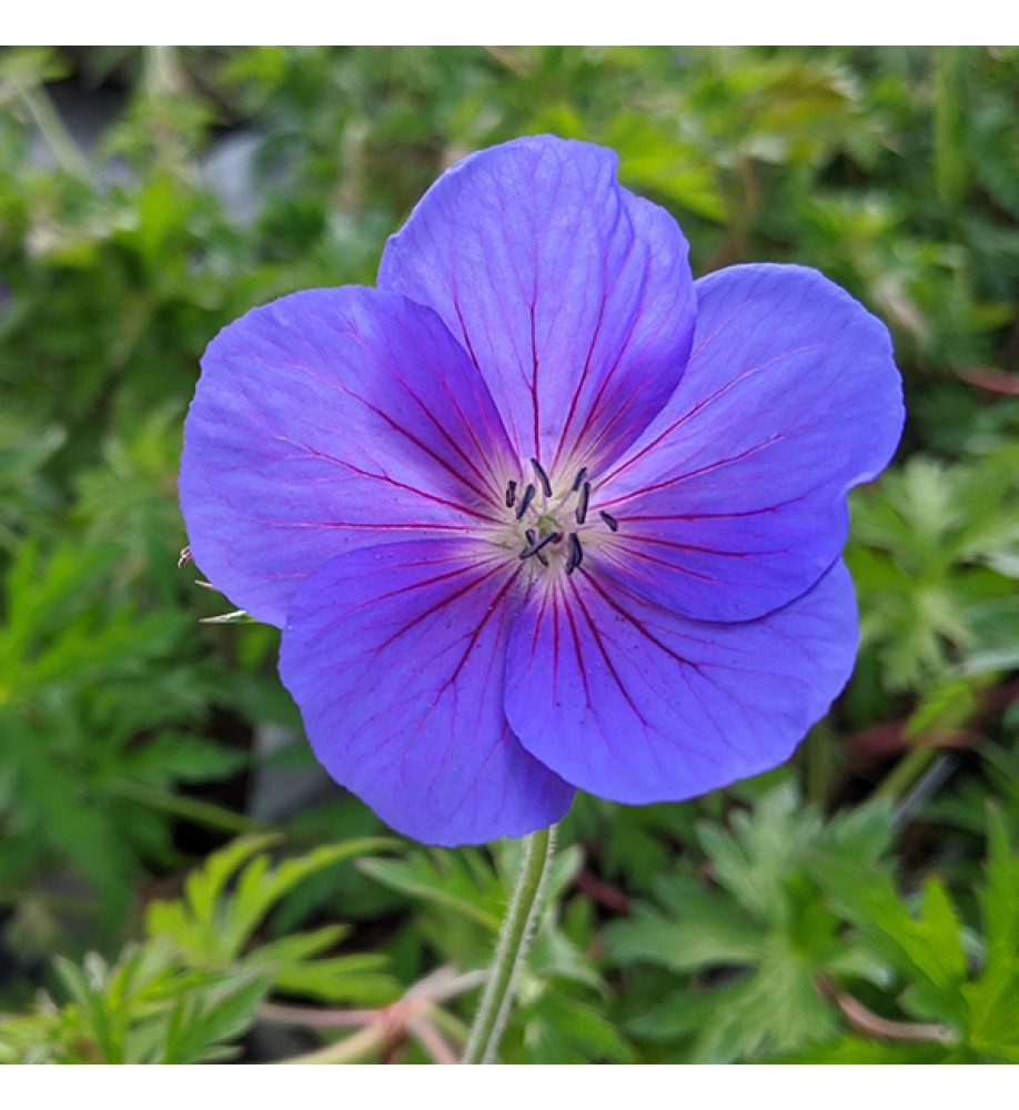 Geranium Eureka Blue (1lt)