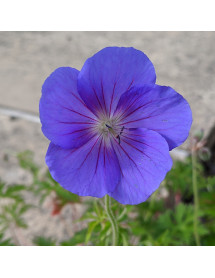 Geranium Eureka Blue (1lt)