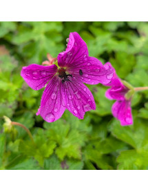 Geranium Hexham Velvet (1.5lt) Geranium Hexham Velvet (1.5lt)