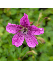 Geranium Hexham Velvet (1.5lt) Geranium Hexham Velvet (1.5lt)