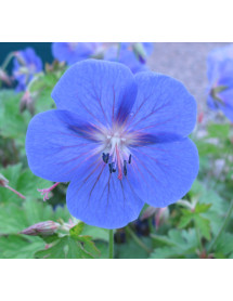 Geranium himalayense Gravetye (0.8lt)