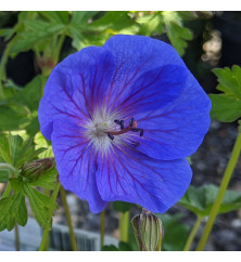 Geranium himalayense Gravetye (0.8lt)