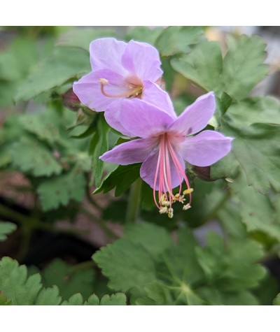 Geranium macrorrhizum Ingwersen's Variety (0.8lt)