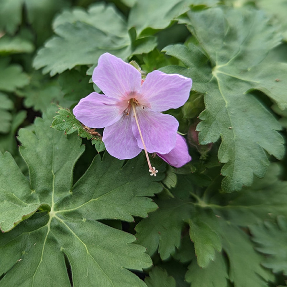 Geranium macrorrhizum Ingwersen's Variety (2lt)