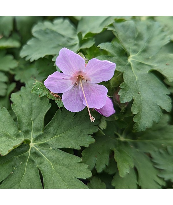 Geranium macrorrhizum Ingwersen's Variety (0.8lt)