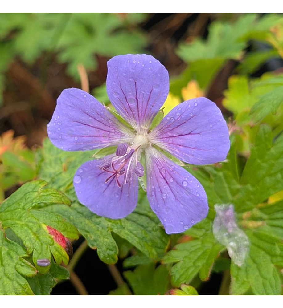 Geranium Johnsons Blue (3lt)