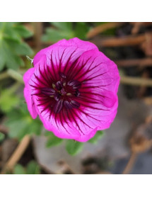 Geranium cinereum Jolly Jewel Night (1lt)